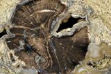 Petrified Wood (Schinoxylon) Slab - Blue Forest, Wyoming #125657-1